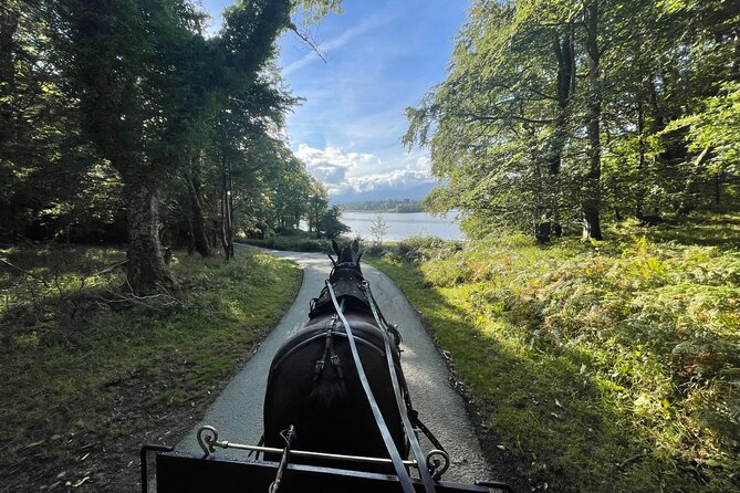 1 Hour Guided Carriage Tour in Killarney National Park - Key highlights before you book