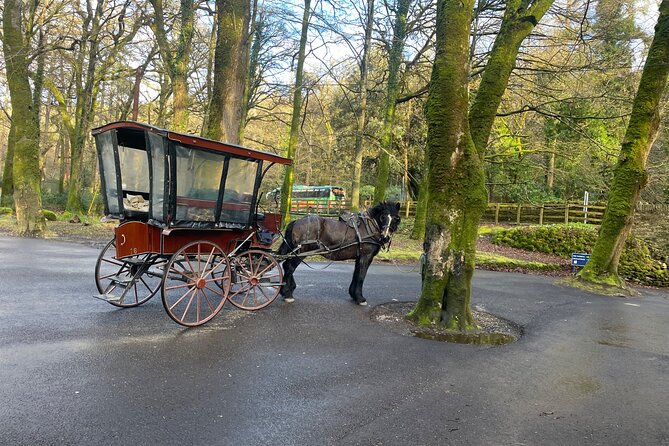 1 Hour Guided Carriage Tour in Killarney National Park - A 1 hour carriage loop through Killarney National Park