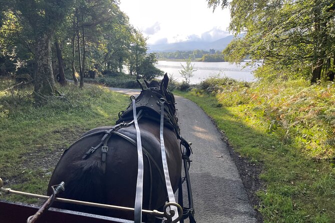 1 Hour Guided Carriage Tour in Killarney National Park - When to ride and what weather means here