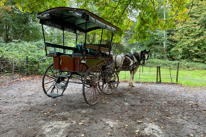 1 Hour Guided Carriage Tour in Killarney National Park - Meeting at Killarney Tourist Information Centre, plus pickup