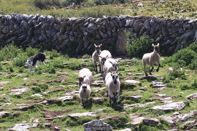 8 Day Emerald Explorer Small Group of tour of Ireland - Clare’s Coast and the Cliffs of Moher Moment