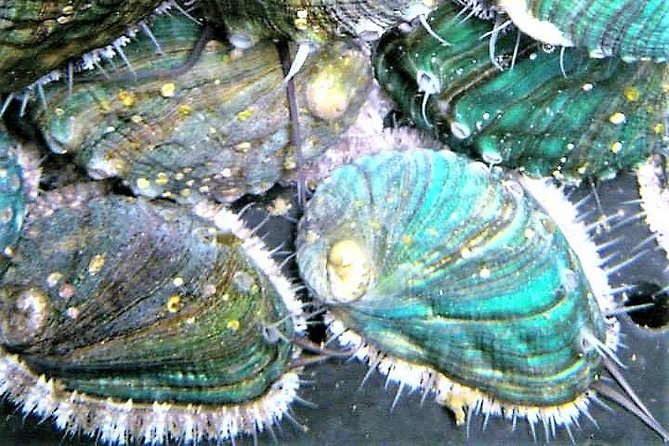 Abalone farm tour and tasting with coastal seaweed walk. Guided. 2 hours - The coastal seaweed foraging walk: more than a stroll