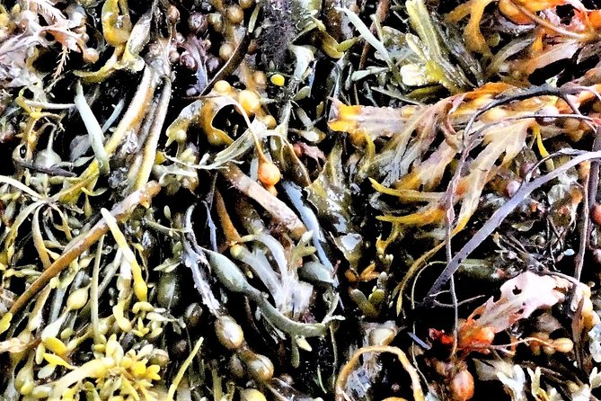 Abalone farm tour and tasting with coastal seaweed walk. Guided. 2 hours - What you eat: seaweed-forward tastings plus abalone dishes