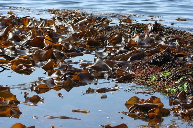Abalone farm tour and tasting with coastal seaweed walk. Guided. 2 hours - Price check: what you’re really paying for at $108.79