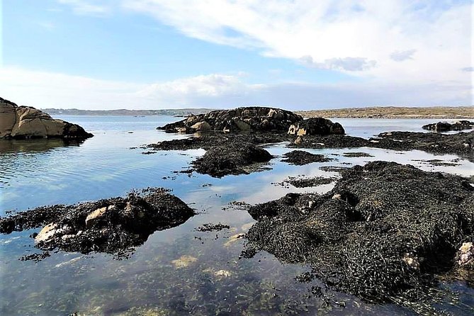 Abalone farm tour and tasting with coastal seaweed walk. Guided. 2 hours - Should you book this abalone and seaweed tour near Galway?