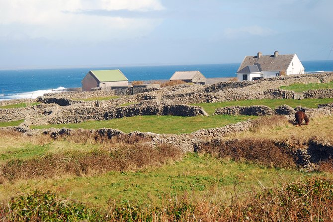 Aran Island, Cliffs of Moher & Cruise tour from Galway. Guided. - Who this Aran Islands and Cliffs tour is best for