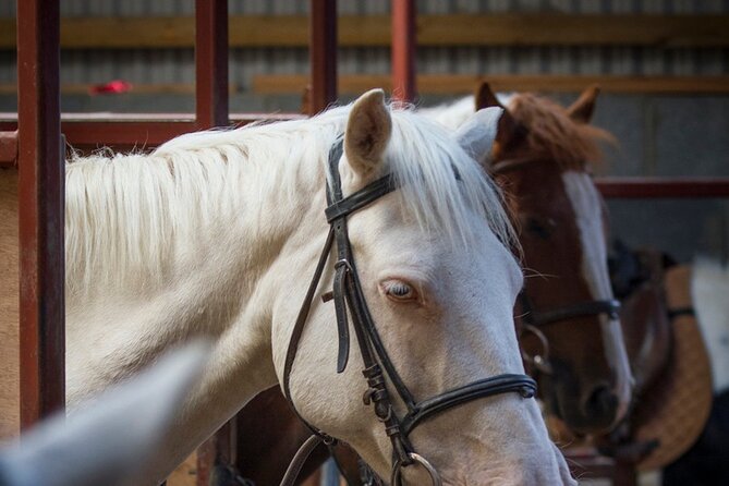 Beach & countryside horse riding outside Westport. Guided. 1 hour - From Quiet Country Roads to Croagh Patrick Views