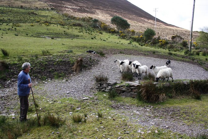 Best Ring of Kerry Tour ex Killarney inc Killarney National Park - Killarney National Park: The Route’s Finale, With Wildlife and Lake Views