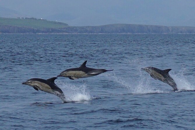 Blasket Island Eco Tour. - Great Blasket Island and Beginis Island: the route that sets up wildlife spotting