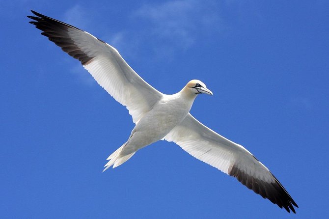 Blasket Island Eco Tour. - Watching for whales, dolphins, and more: how to make the sightings feel real