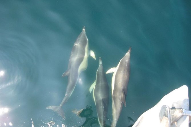 Blasket Island Eco Tour. - Who this tour suits best, and who should think twice