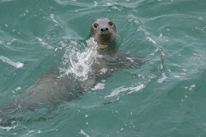 Blasket Island Eco Tour. - The grey seal colony stop at Great Blasket and Beginis: the moment you plan your day around
