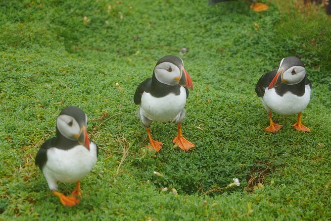 Blasket Island Sea Life Rib Tour, - The ride out: your first look at Dingle Bay and the Atlantic