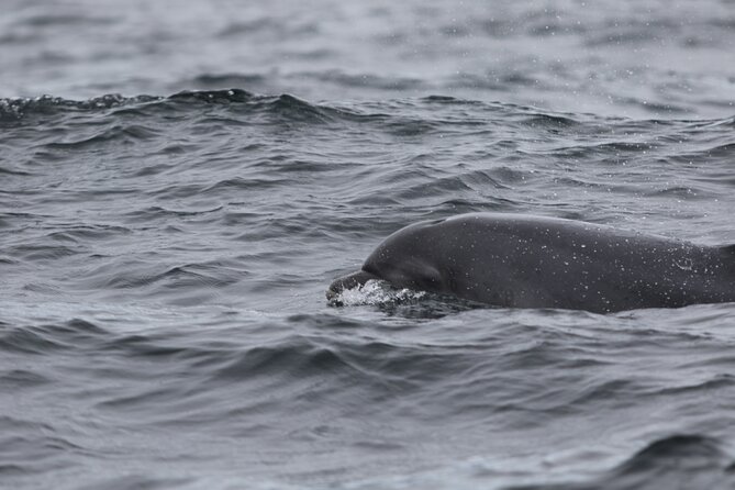 Blasket Island Sea Life Rib Tour, - Wildlife spotting: dolphins, whales (possible), seals, and sea birds