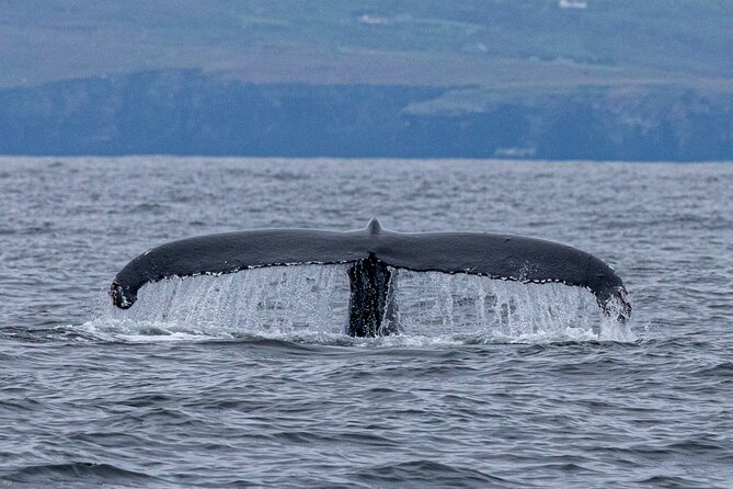 Blasket Island Sea Life Rib Tour, - Safety and comfort details that actually matter on the water