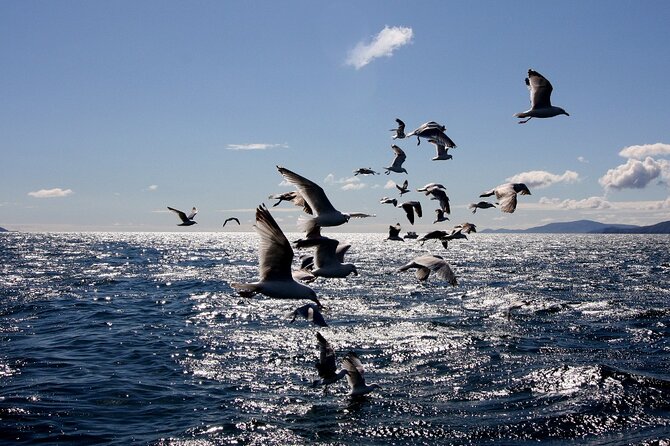 Boat Tour of Dingle Peninsula - The Commentary: History and Landmarks, Told While You Sail