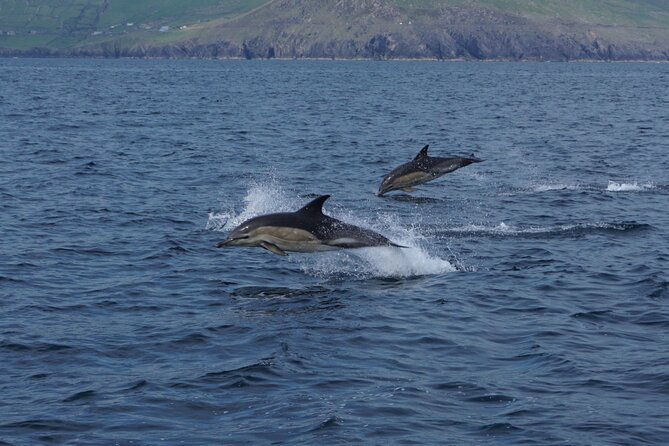 Boat Tour of Dingle Peninsula - What You’ll See: Dingle Bay, Sea Cliffs, and Those Coastal Arches