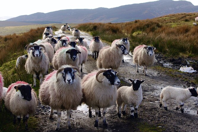 Bog Safari Hike - The Climate and Biodiversity Lessons You Can Actually Use