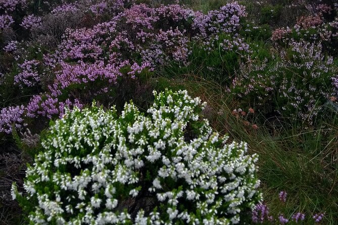 Bog Safari Hike - How Sharon Leads, and Why a Small Group Feels Like Your Own Tour