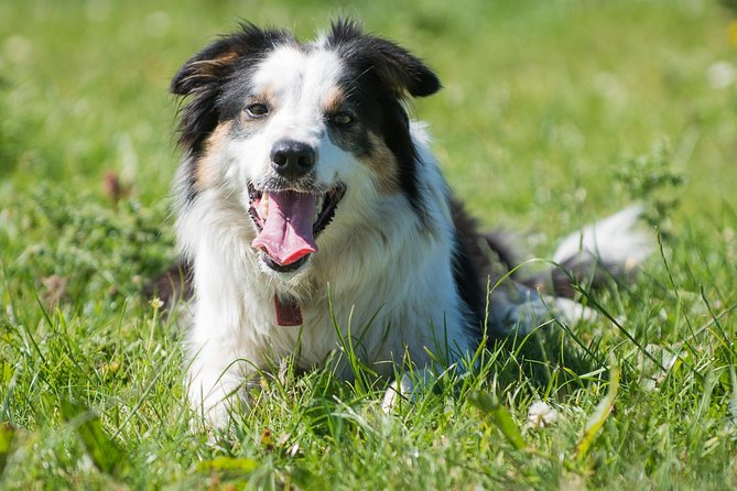 Caherconnell Fort & Sheepdog Demonstrations - Key Things You Should Know Before You Go