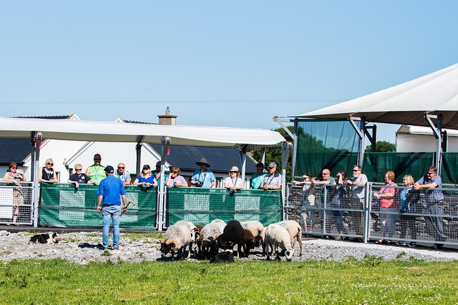 Caherconnell Fort & Sheepdog Demonstrations - Timing, Duration, And How To Fit It Into Your Burren Day