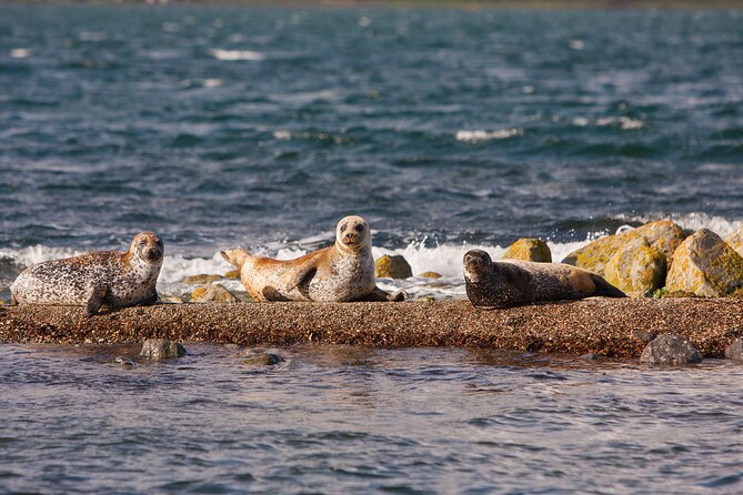 Clew Bay Cruise, Westport ( 90 minutes ) - Inishgort Lighthouse, Clare Island, and the Seal Colony