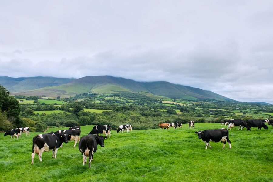 Cliffs of Moher and Blarney 2-Day Tour from Dublin - Why this 2-day Dublin tour hits the right notes