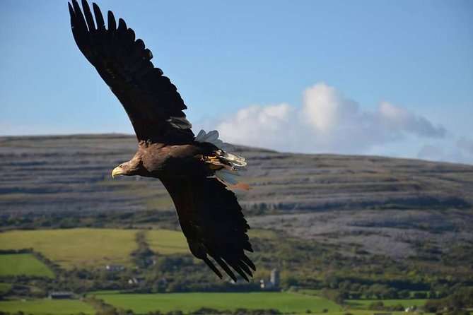 Cliffs of Moher & Burren Day Tour with a 2 hour stop at Cliffs - Hotel Doolin for lunch: where the timing makes sense