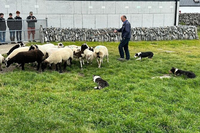 Cliffs of Moher from Dublin Full Day - Private Driver - Stop 2: Caherconnell Stone Fort and Sheepdog Demonstrations