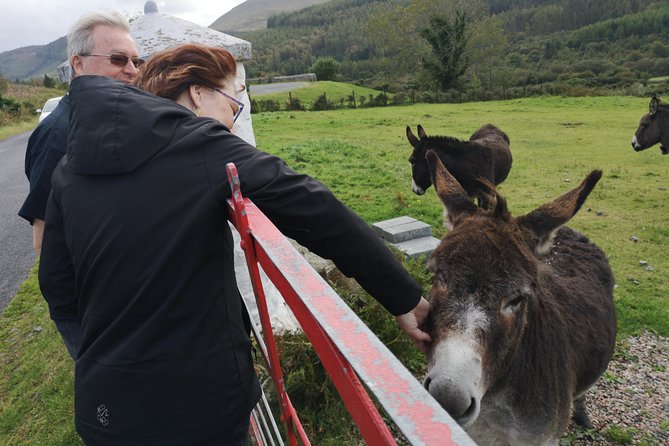 Cliffs of Moher & Galway Bay private tour or Galway city day trip - Key highlights for your west coast day