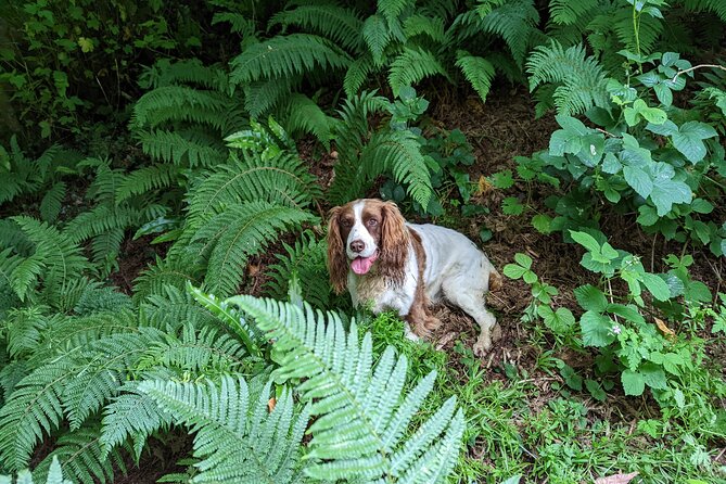 Coastal Foraging and Folklore Tour - Price and Value for a 1 Hour 45 Minute Private Experience