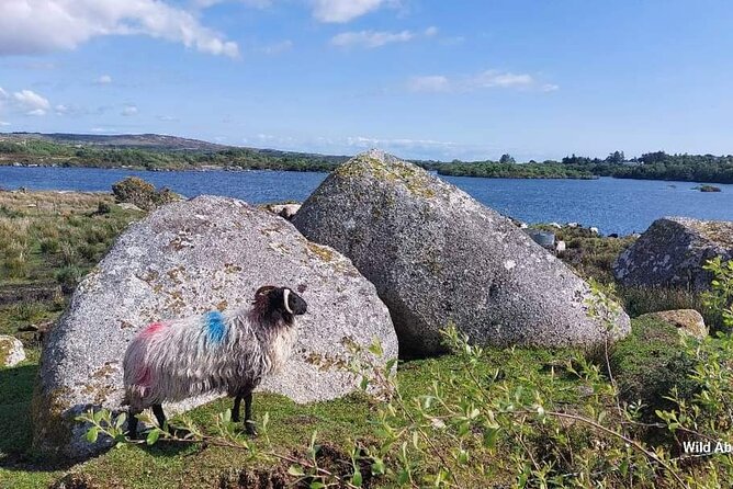 Connemara Sheep Farm experience & Kylemore Abbey by Lux Limousine - Killary Sheep Farm: working farm life and sheepdog action (optional ticket)