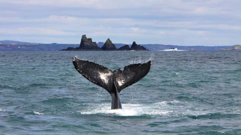 Cork: Fastnet Rock Lighthouse and Cape Clear Island Tour - Cape Clear Island: Gaeltacht culture and standout monuments