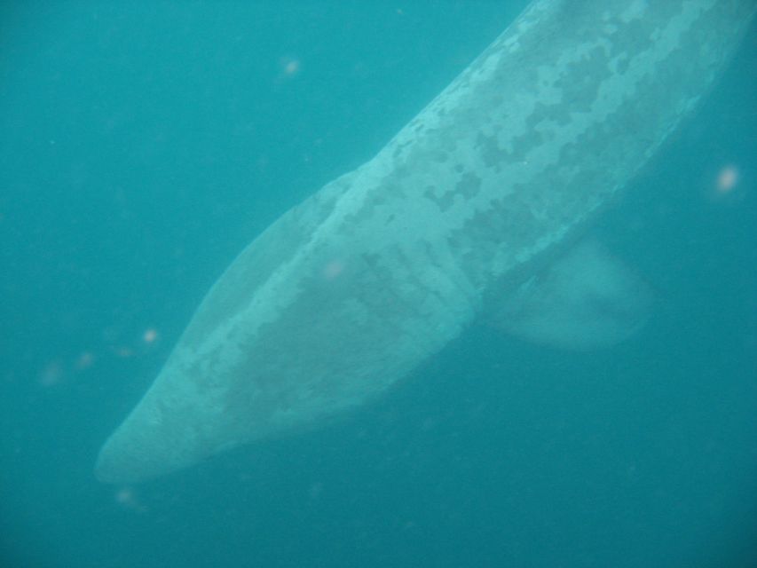 County Cork: Whale & Dolphin Watching Boat Trip - Quick hits before you go