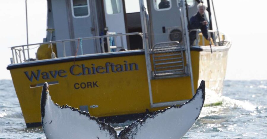 County Cork: Whale & Dolphin Watching Boat Trip - County Cork’s Wild Atlantic Way, from the North Pier