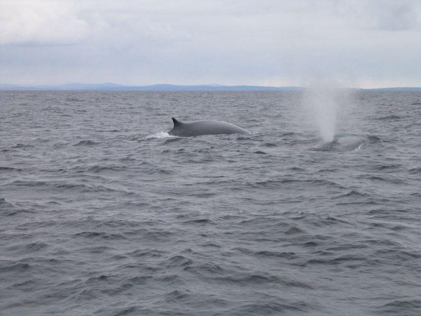 County Cork: Whale & Dolphin Watching Boat Trip - How the skipper finds animals: technique, effort, and local instincts