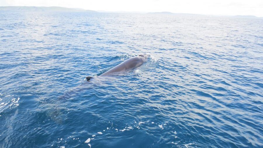 County Cork: Whale & Dolphin Watching Boat Trip - The 3 to 4 hour flow: what happens during your cruise