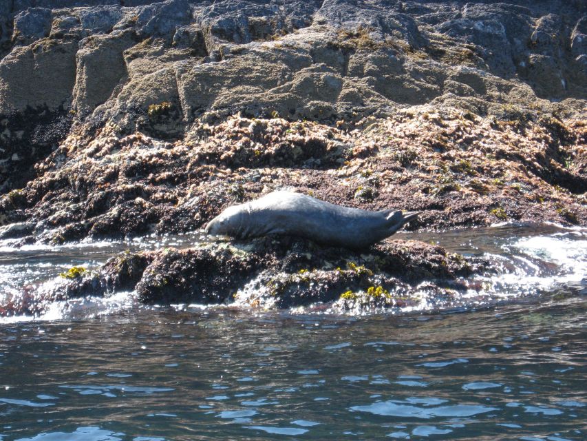 County Cork: Whale & Dolphin Watching Boat Trip - Seasonal highlights: basking sharks and Mola Mola on the right dates