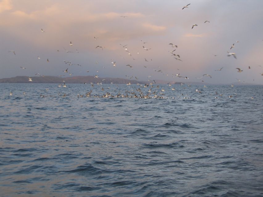 County Cork: Whale & Dolphin Watching Boat Trip - Price and value: is $51 per person fair for this kind of day?