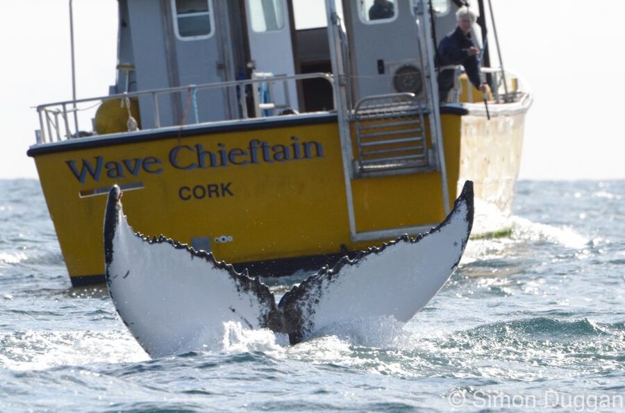 County Cork: Whale & Dolphin Watching Boat Trip - Meeting the WAVE CHIEFTAIN: Baltimore Harbour logistics that actually help