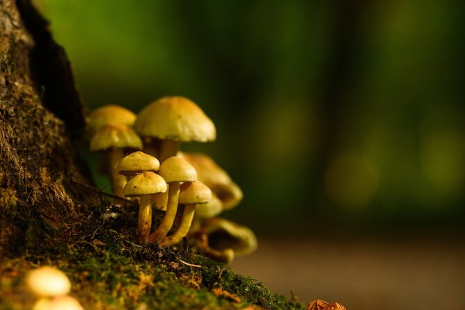 Courtown Woodland Guided Tour - Celtic folklore meets real woodland science: Wood Wide Web and tree “family” stories