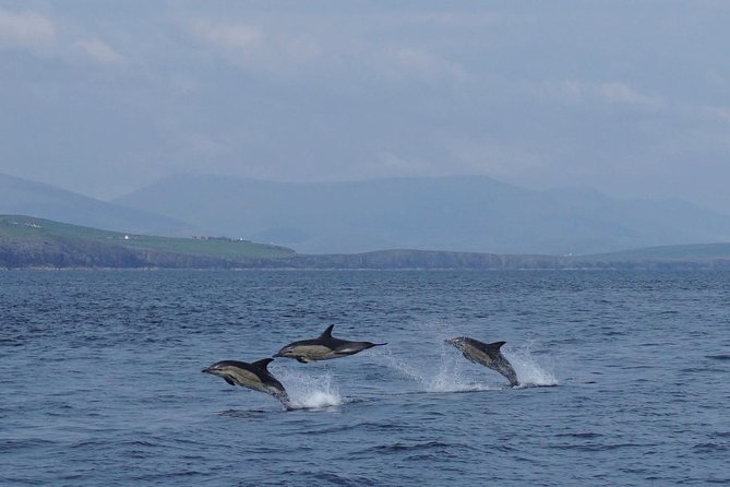 Dingle Boat Tours RIB Adventure Private - Sea Caves and Hidden Coves: The Best Part Happens on the Stops
