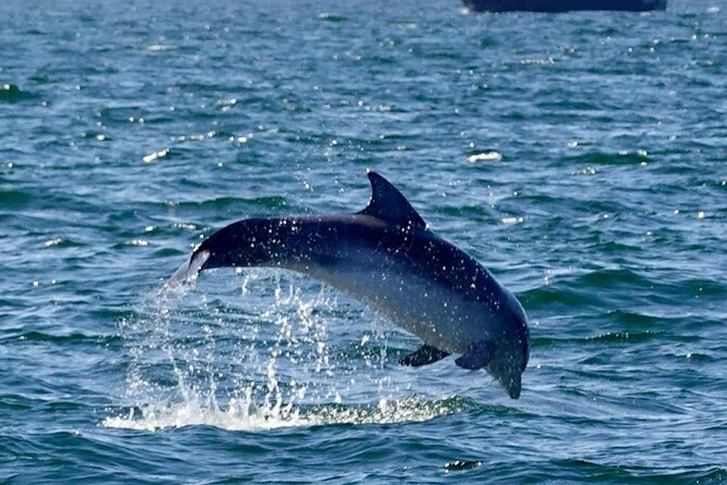 Dingle Boat Tours RIB Adventure Private - From the Blaskets to Charlie Haughey’s Island and Red Deer