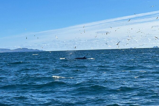 Dingle Boat Tours RIB Adventure Private - The Blasket Islands Route: Where the Scenery Turns Serious