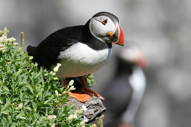 Dingle Boat Tours Wildlife RIB Adventure - The Blasket Islands RIB Ride: Speed, Sea Caves, and Quick Wildlife Pauses