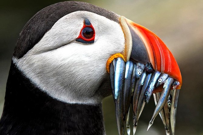 Dingle Boat Tours Wildlife RIB Adventure - Wildlife Watching That Changes With the Calendar