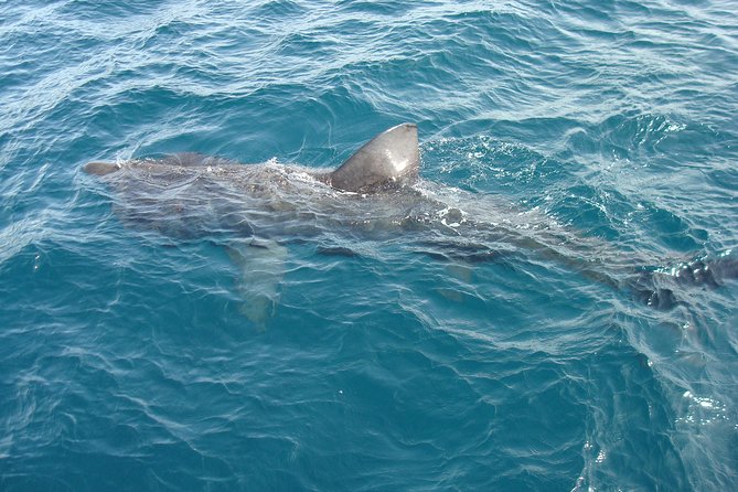 Dingle Boat Tours Wildlife RIB Adventure - What the Boat Experience Feels Like (So You Can Dress Right)
