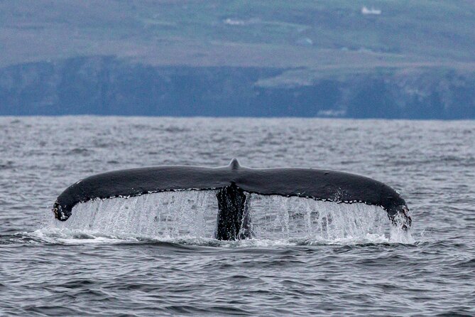 Dingle Boat Tours Wildlife RIB Adventure - Price and Value: What You Pay for at $108.84