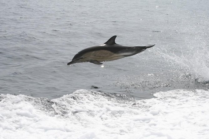 Dingle Boat Tours Wildlife RIB Adventure - The Guide and Captain Factor: When the Trip Feels Personal
