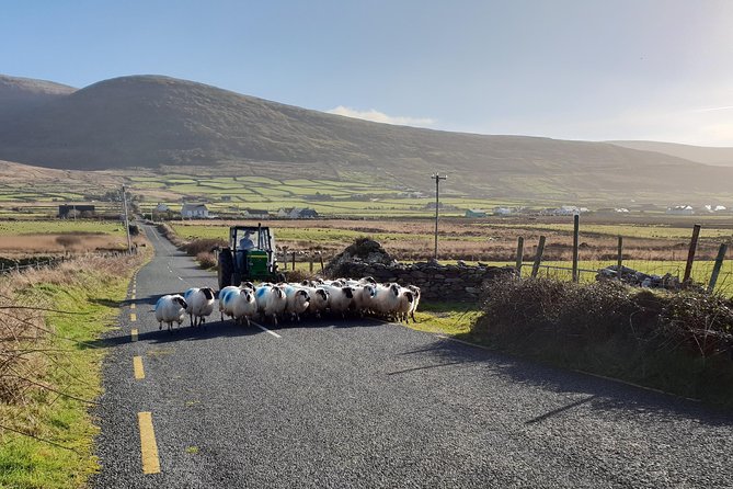 Dingle: Hour Slea Head Drive Tour 4hr - Personal Chauffeur Guide - Who This Tour Suits Best